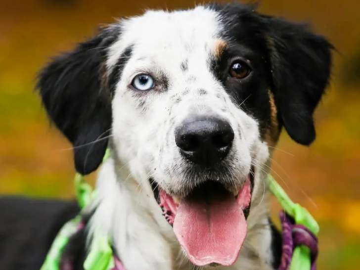 Disponible à l’adoption : chien au pelage tricolore