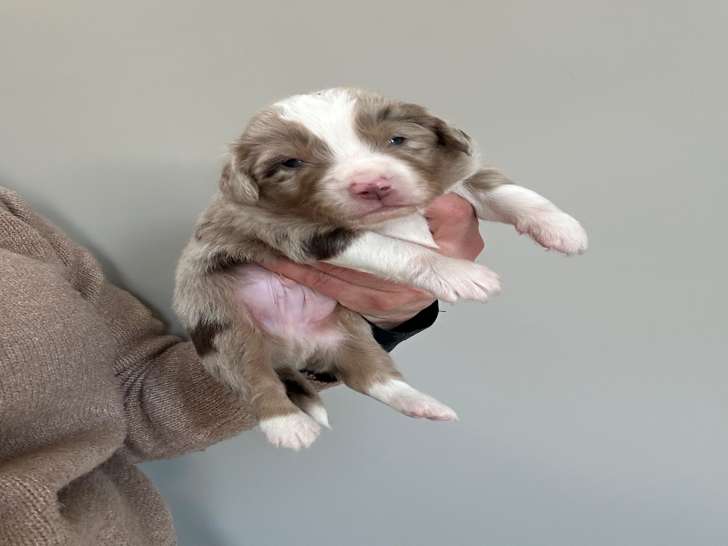 Chiots Berger Americain Miniature à vendre