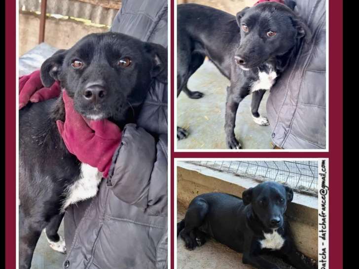 À adopter : chienne de 2 ans
