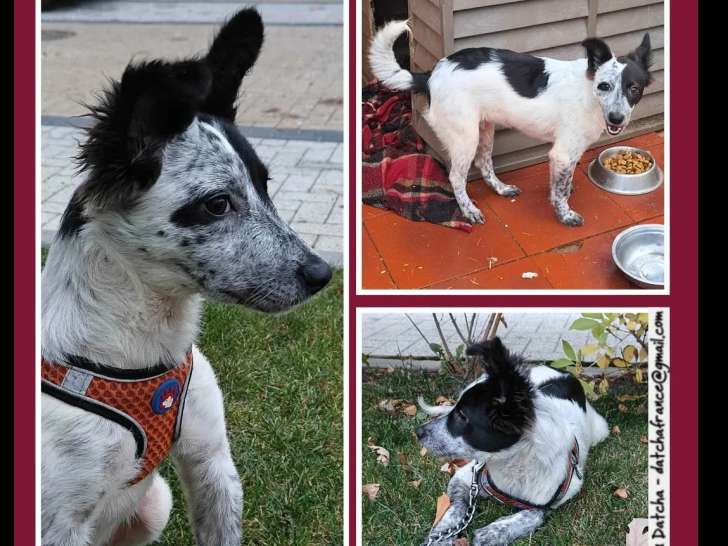 En quête d’un foyer : chiot mâle de 9 mois