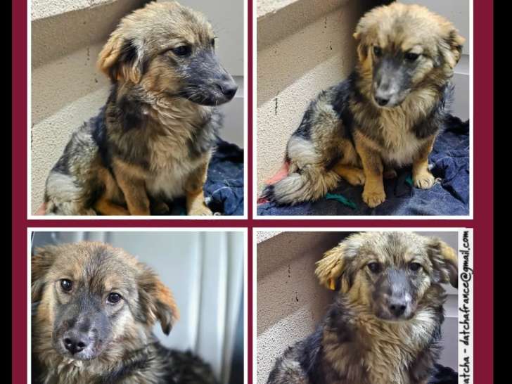 À la recherche d’une famille : chiot femelle de 6 mois au pelage marron