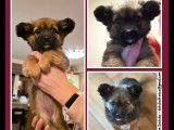 À adopter : chiot femelle tricolore de 3 mois