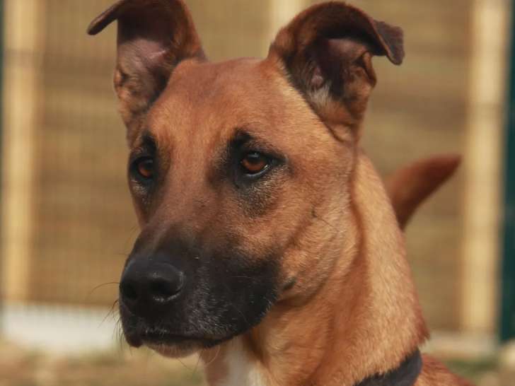 À adopter : chien Berger Malinois fauve de 4 ans