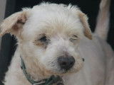 Disponible à l’adoption : chien Griffon blanc de 14 ans