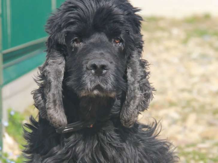 En attente d’un foyer : chien Cocker Spaniel Anglais noir de 6 ans