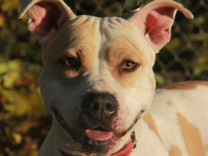 Prête pour l’adoption : chienne Dogue Argentin roux et blanc de 3 ans