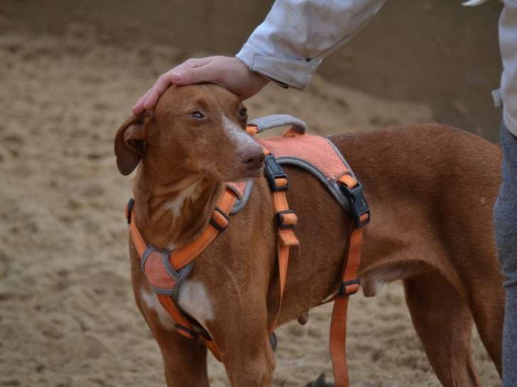 Coco, chien facile, affectueux et joyeux de 3 ans à adopter en association
