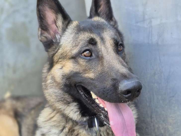 En quête d’un foyer : chien Berger Malinois de 2 ans fauve charbonné