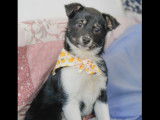 Adoption disponible : chiot femelle de 3 mois au pelage noir et blanc
