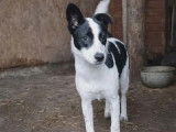 À adopter : chiot femelle blanche à marques noires de 5 mois