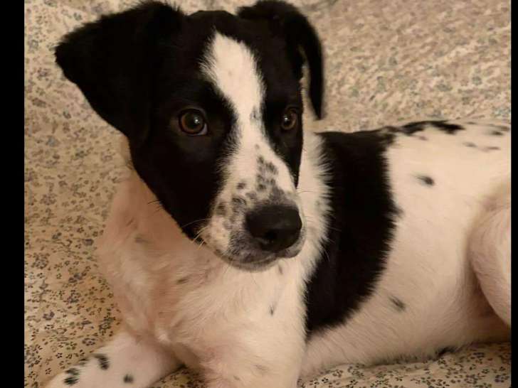 À la recherche d’une famille : chiot femelle blanche à marques noires de 5 mois