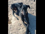 Prêt pour l’adoption : chien Galgo noir à marque blanche de 3 ans