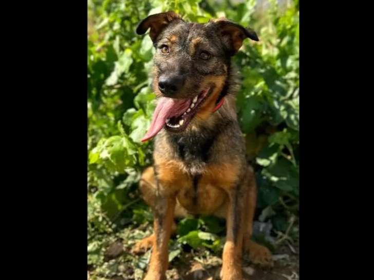 À adopter : chienne fauve charbonnée de 3 ans