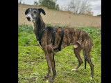 Disponible à l’adoption : chien Galgo bringé de 6 ans