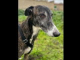 Disponible à l’adoption : chien Galgo bringé de 6 ans