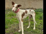 À adopter : chien Podenco de 3 ans