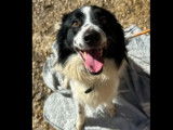 En attente d’un foyer : chien Border Collie noir et blanc de 2 ans