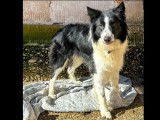 En attente d’un foyer : chien Border Collie noir et blanc de 2 ans