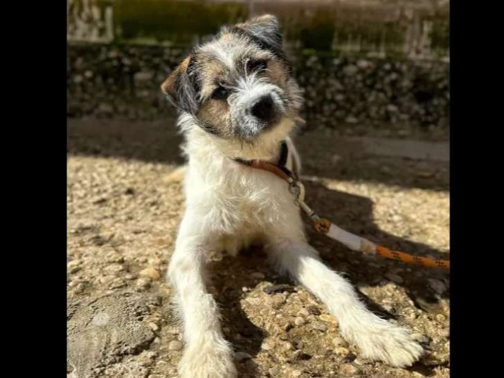 À adopter : chiot femelle tricolore de 10 mois