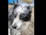 Disponible à l’adoption : chien Border Collie de 10 ans