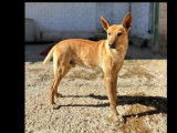 À adopter : chien Podenco de 7 ans de couleur caramel