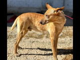 À adopter : chien Podenco de 7 ans de couleur caramel