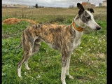 En attente d’adoption : chien Galgo de 7 ans au pelage bringé