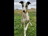 En attente d’adoption : chien Galgo de 7 ans au pelage bringé