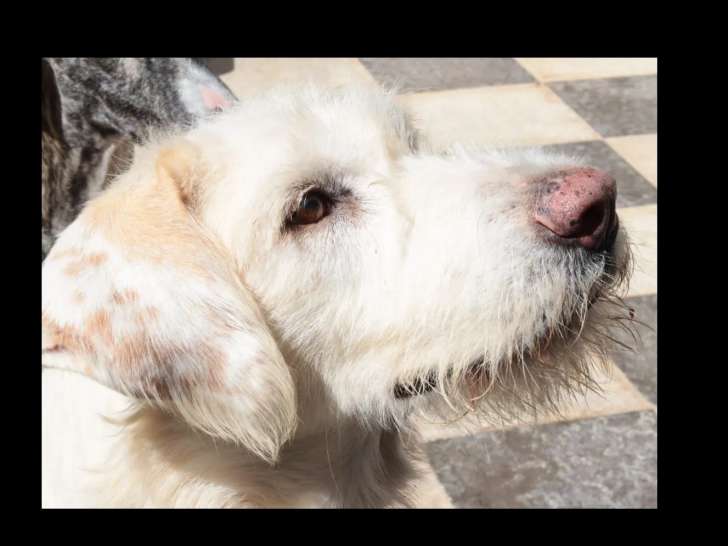 En quête d’un foyer : chienne Podenco blanche de 4 ans