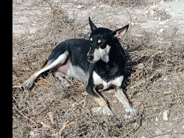 À la recherche d’une famille : chien tricolore de 7 ans