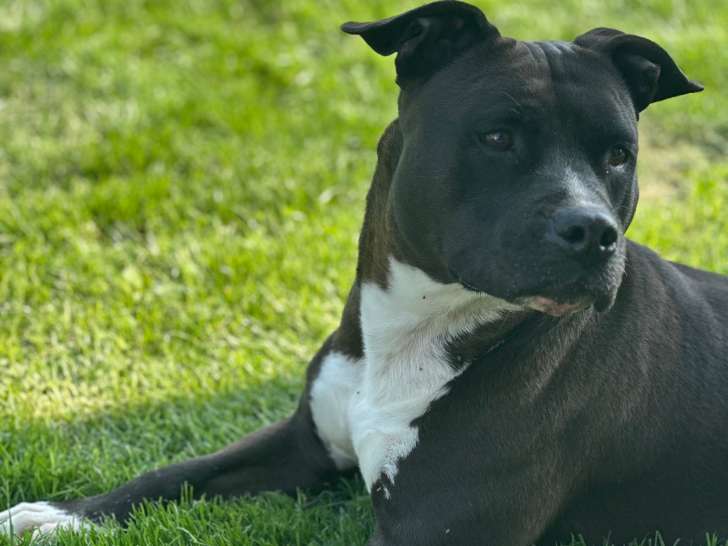 Femelle American Staff LOF de 6 ans à placer pour retraite