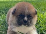 Chiots Akita Inu LOF à vendre