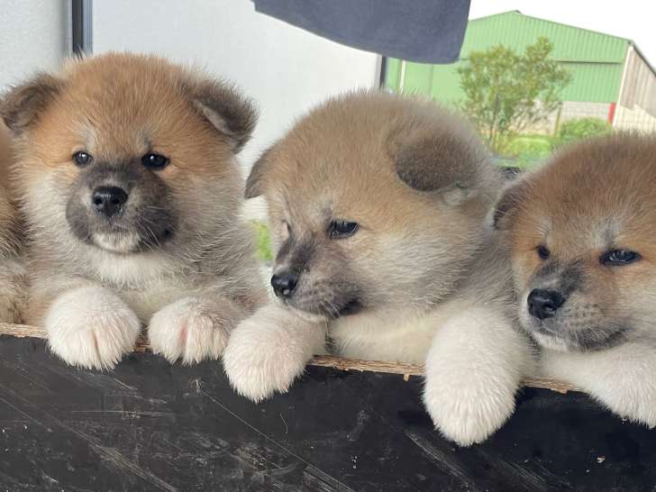 Chiots Akita Inu LOF à vendre