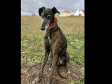 Adoption disponible : chien Galgo bringé de 4 ans
