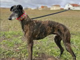 Adoption disponible : chien Galgo bringé de 4 ans