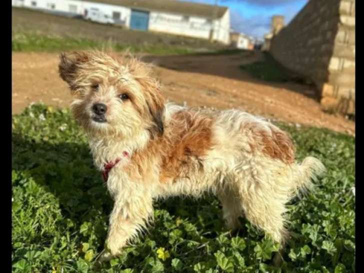 À adopter : chien beige d’un an