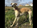 En attente d’un foyer : chien Galgo crème de 5 ans