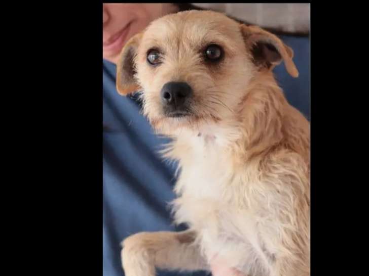 À la recherche d’une famille : chienne crème d’un an