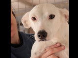 À adopter : chienne blanche de 2 ans