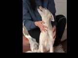 À adopter : chienne blanche de 2 ans