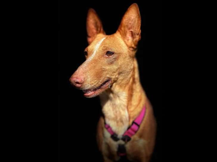 Adoption disponible : chienne Podenco caramel de 3 ans