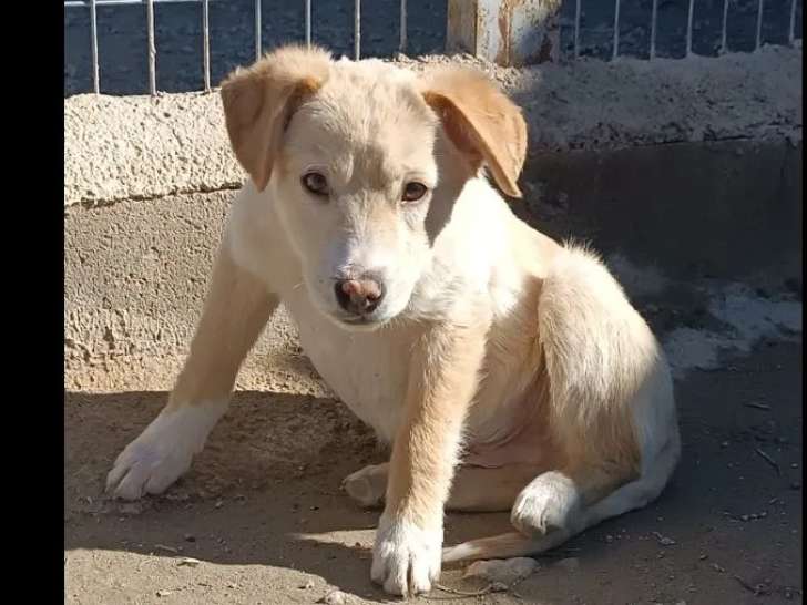 À adopter : chiot mâle de 5 mois au pelage beige