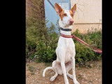 En attente d’un foyer : chienne Podenco de 2 ans