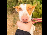 En attente d’un foyer : chienne Podenco de 2 ans