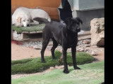 À adopter : chien de 4 ans au pelage noir
