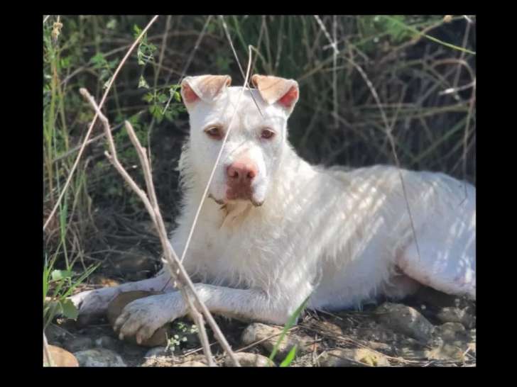 À adopter : chien de 7 ans au pelage blanc