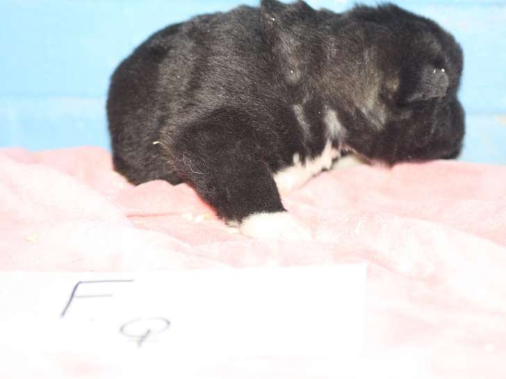 Chiots Akita Américain avec pedigree à vendre