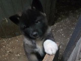 Chiots Akita Américain avec pedigree à vendre