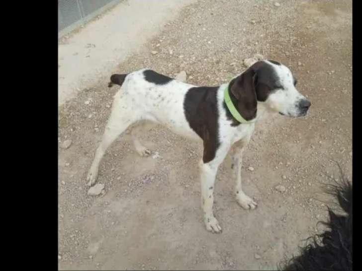 À adopter : chienne de 6 ans au pelage blanc avec marque noire