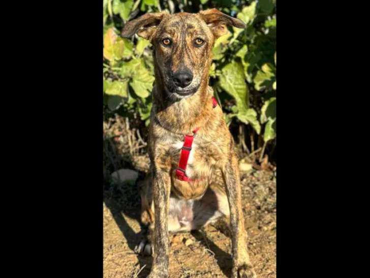 À accueillir : chienne au pelage bringé